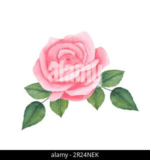 Aquarelle botanische Kunst. Rosa Paste Rose mit Blatt. Kunst für Grußkarte, Einladung, Hochzeit. Isoliert auf weißem Hintergrund Stockfoto