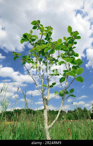 Erle (Alnus glutinosa), frische Blätter auf dem Sapling, gepflanzt in Three Hagges Wood Meadow, North Yorkshire, England, Juni 2021 Stockfoto