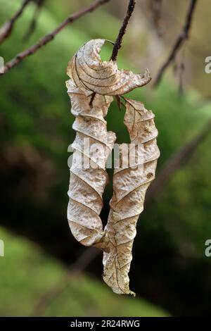 Buche (Fagus sylvatica) totes Buchenblatt auf einem Zweig, wo es im Winter angehängt bleiben wird - ein Begriff, der als "Marcescence", Berwickshire, Schottland bekannt ist Stockfoto