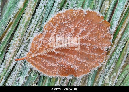 Buche (Fagus sylvatica) Single Falling leaf im Spätherbst on Grass and coated with hoar Frost, Roxburghshire, Scottish Borders, Scotland, November 2017 Stockfoto