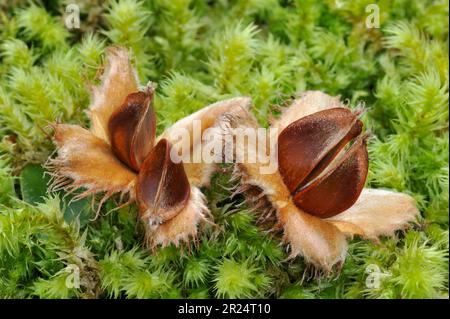 Buchensamen (Fagus sylvatica) / Mast unter dem Baum im Herbst Berwickshire, Scotalnd, September 2008 Stockfoto