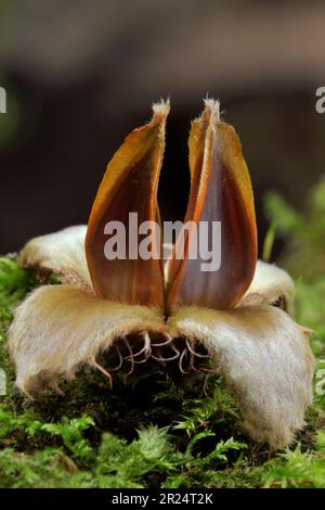 Buche (Fagus sylvatica), gefallenes Saatgut/Mast unter dem Baum im Herbst, Selkirkshire, schottische Grenzen, Schottland, September 2011 Stockfoto