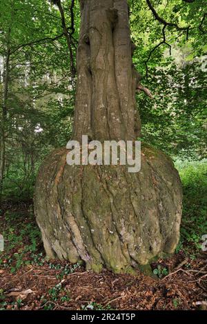 Buchenbaum (Fagus sylvatica) mit verformter Basis zum Stamm in Laubwäldern, Berwickshire, Schottische Grenzen, Schottland, August 2021 Stockfoto