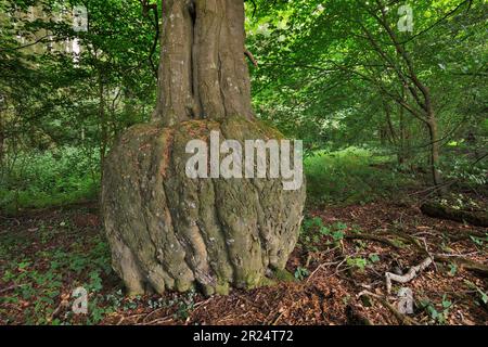 Buchenbaum (Fagus sylvatica) mit verformter Basis zum Stamm in Laubwäldern, Berwickshire, Schottische Grenzen, Schottland, August 2021 Stockfoto