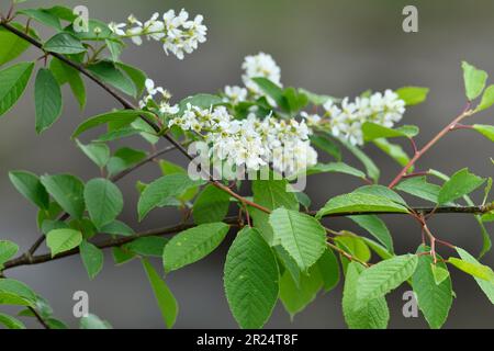 Bird Cherry (Prunus padus): Nahaufnahme von Baumblumen in der Nähe des Besucherzentrums, Beinn Eighe NNR, Kinlochewe, Schottland, Mai 2022 Stockfoto