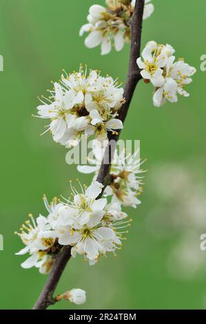 Schwarzdorn (Prunus spinosa) blüht auf einem Buschzweig in Hedgerow, Berwickshire, schottische Grenzen, Schottland, April 2010 Stockfoto