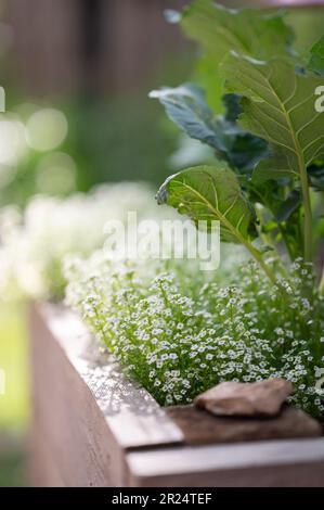 Lobularia maritima, oder süßes alyssum, wächst in einem erhöhten Beet im Frühlingsgarten. Stockfoto