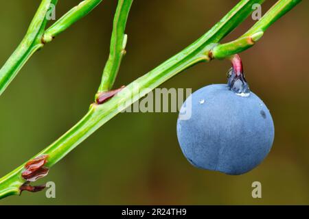 Blaeberry / Bilberry (Vaccinium myrtillus) reife Früchte, Glen Affric, Inverness-shire, Schottland, September 2009 Stockfoto