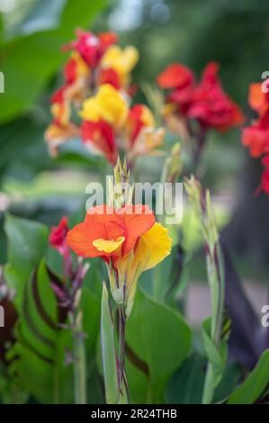 Die farbenfrohen roten, gelben und orangefarbenen Blüten von Canna Lilien, die in einem texanischen Garten wachsen. Stockfoto