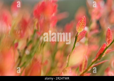 Blaeberry (Vaccinium myrtillus) mit Farbwechsel zu Blättern im Herbst, Glen Affric National Nature Reserve, Inverness-shire, Schottland Stockfoto