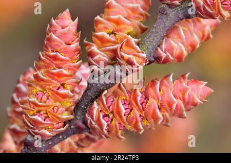 Moormyrtle (Myrica Gale) Nahaufnahme männlicher Katzen, Isle of Islay, Innere Hebriden, Schottland, April 2010 Stockfoto