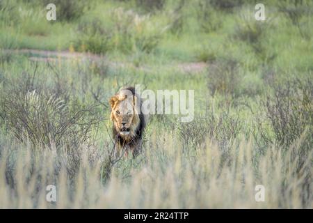 Der Löwe im Gras, der Kalahari-Löwe. Vorderansicht. Kalahari, Kgalagadi Transfrontier Park, Südafrika Stockfoto