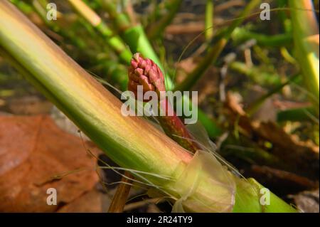 Bogbean (Menyanthes trifoliata) Unterwasserbild mit Blütenspitzen, die sich vom Stiel der Pflanze im Gartenteich in Berwickshire, Schottland, lösen Stockfoto