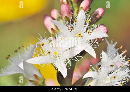 Bogbean (Menyanthes trifoliata) in Blume im Gartenteich, Berwickshire, schottische Grenzen, Schottland, Mai Stockfoto