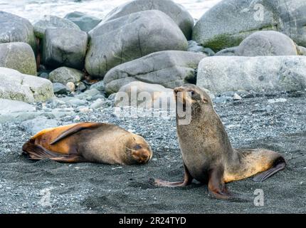 Half Moon Island, Antarktis. Seelöwen an einem schneelosen Strand in der Antarktis. Stockfoto