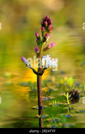 Bogbean (Menyanthes trifoliata) in flower in Garden Pond, Berwickshire, Schottland, Mai 2008 Stockfoto