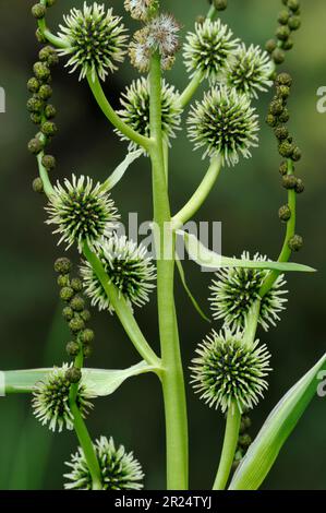 Verzweigter Schilf (Sparganium erectum) – Nahaufnahme eines am Fluss isolierten Pflanzenteils mit Blütenansammlungen, Berwickshire, schottische Grenzen Stockfoto