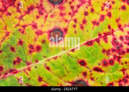 Nahaufnahme des Laubblattes (Rumex obtusifolius) mit roten Flecken, die durch Ramularia rubella verursacht werden Stockfoto
