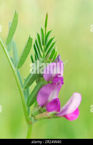 Bush Vetch (Vicia sepium): Nahaufnahme der Blume in Three Hagges Wood Meadow, North Yorkshire, England, Juni 2021 Stockfoto