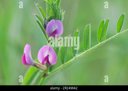 Bush Vetch (Vicia sepium): Nahaufnahme der Blume in Three Hagges Wood Meadow, North Yorkshire, England, Juni 2021 Stockfoto