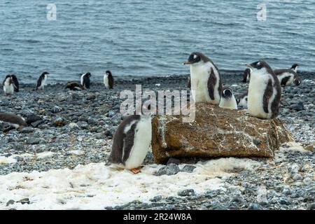 Brown Bluff, Antarktis. Pinguine am Strand auf der Tabarin-Halbinsel, Antarktis. Stockfoto