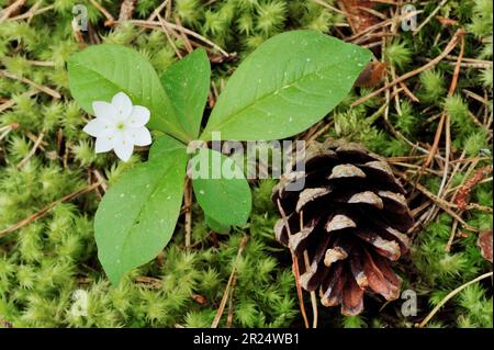 Chickweed Wintergreen/Arctic Starflower (Trientalis europaea), fotografiert auf dem Boden von einheimischem Birchwood, Aigas, Inverness-shire, Schottland, Juni 2008 Stockfoto