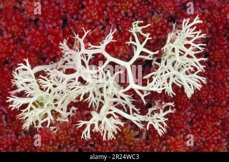 Rentier Lichen (Cladonia portentosa) vor dem Hintergrund von Sphagnum sp. Inverness-shire, Schottland, September 2007 Stockfoto