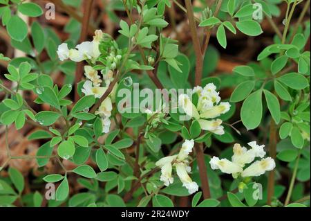 Klettern von Corydalis (Ceratocapnos claviculata oder Corydalis claviculata), in Birkenholz, Ford Moss, Northumberland, England Stockfoto