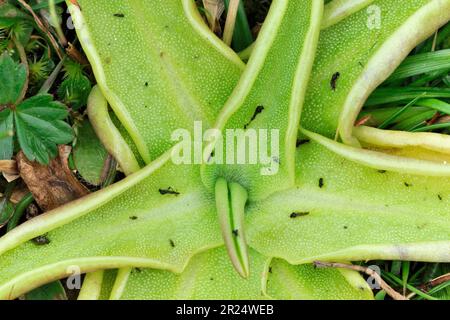 Gemeine Butterkraut (Pinguicula vulgaris) Nahaufnahme der Basalblätter mit Überresten teilweise verdauter Insekten, Insel Harris, Äußere Hebriden, Schottland, Stockfoto