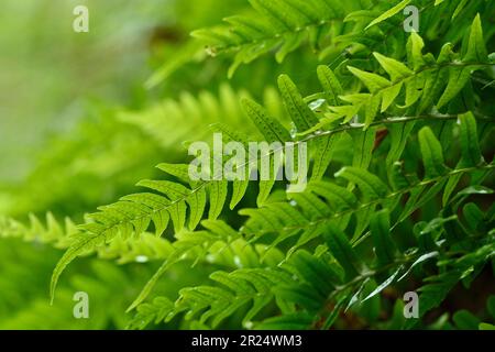 Common Polypody Fern (Polypodium vulgare) Fronds growing out of wet, mossy Rock face by River Conon, Inverness-shire, Juli 2016 Stockfoto