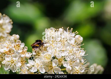 Hummel auf einer Blume Stockfoto