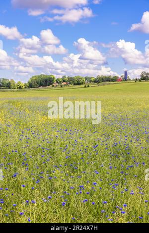 Blühende Cornblumen auf einem Feld auf dem Land Stockfoto