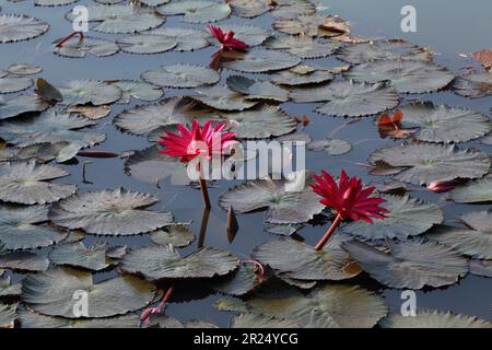 Wasserlilie rote Lotus blüht auf Wasser, Wasserpflanze. Stockfoto