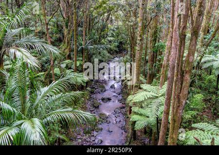 AH Reed Memorial Park, Whangarei, Nordinsel, Neuseeland. Stockfoto