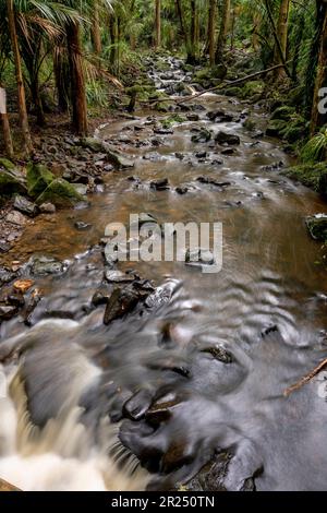 Waikoromiko Stream, AH Reed Memorial Park, Whangarei, Nordinsel, Neuseeland. Stockfoto