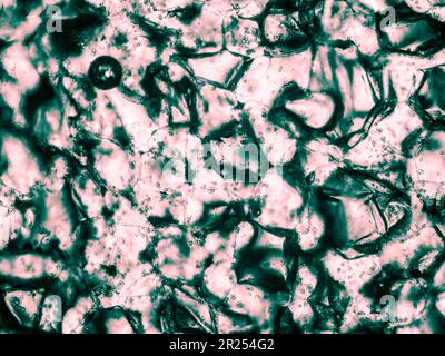 Die im biologischen optischen Mikroskop sichtbare Squashzelltextur. Die Farben wurden geändert, um das künstlerische Erlebnis zu verbessern und die Sichtbarkeit und den Kontrast zu erhöhen Stockfoto