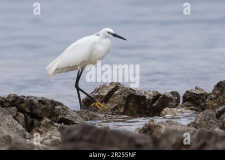 Seidenreiher, Seiden-Reiher, Reiher, Egretta garzetta, Little Egret, L'Aigrette Garzette, Aigrette Garzette, Reiher, Reiher Stockfoto