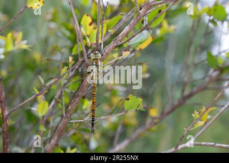 Südliche Mosaikjungfer, Weibchen, Aeshna affinis, Süd-Wanderhawker, blauäugiger Falke, Weiblich, Æschne affine, l'æschne affine, Edellibelle, Aesh Stockfoto