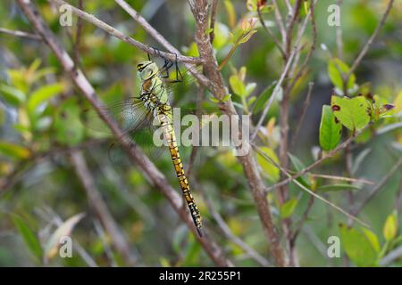 Südliche Mosaikjungfer, Weibchen, Aeshna affinis, Süd-Wanderhawker, blauäugiger Falke, Weiblich, Æschne affine, l'æschne affine, Edellibelle, Aesh Stockfoto