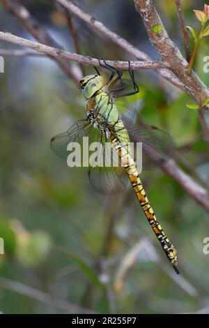 Südliche Mosaikjungfer, Weibchen, Aeshna affinis, Süd-Wanderhawker, blauäugiger Falke, Weiblich, Æschne affine, l'æschne affine, Edellibelle, Aesh Stockfoto