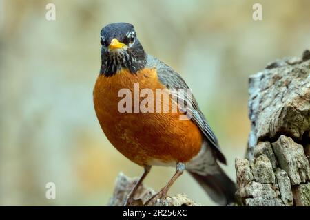 Amerikanischer Robin, der auf einer Stange steht Stockfoto