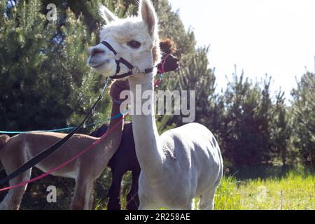 Inland White Creamy Alpaca Walking In Sunny Spring Oder Summer Day In Park, Forest. Horizontale Ebene. Bereich Für Text Kopieren. Stockfoto