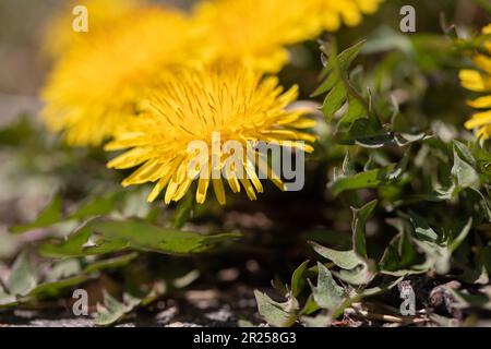 Löwenzahn Blüte. Stockfoto