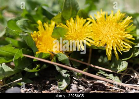 Löwenzahn Blüte. Stockfoto