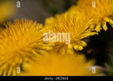 Löwenzahn Blüte. Stockfoto