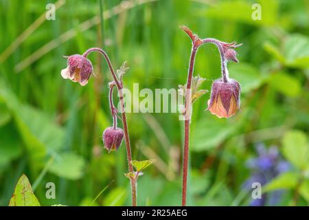 Wasseraven (Geum rivale), Wildblumen wachsen in feuchten Gegenden, Hampshire, England, Großbritannien, blühen im Mai oder Frühling Stockfoto