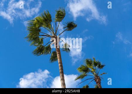 Zwei wunderschöne Palmen im Hintergrund eines blauen, sonnigen Himmels mit Wolken, Blick von unten Stockfoto