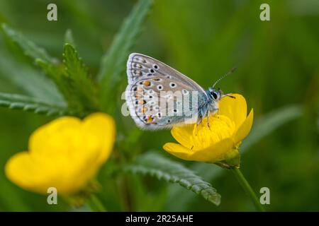 Blauer Schmetterling (Polyommatus icarus) auf einer bulbusförmigen Butterblume (Ranunculus bulbosus) auf Kreidegrasland, Hampshire, England, Vereinigtes Königreich Stockfoto