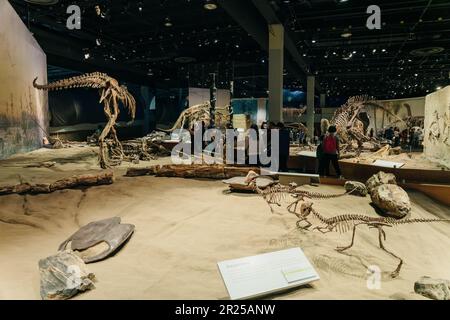 Drumheller, Kanada - 2023. März besuchen Besucher die Dinosaurierausstellungen am Eingang des Royal Tyrrell Museum. Hochwertiges Foto Stockfoto