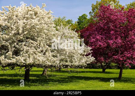 Crabapple Kollektion in voller Blüte. Royal Botanical Gardens Arboretum Hamilton Ontario Kanada Stockfoto